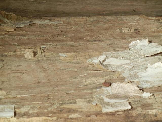 Newspaper lining for walls like those in the Gully, Katoomba